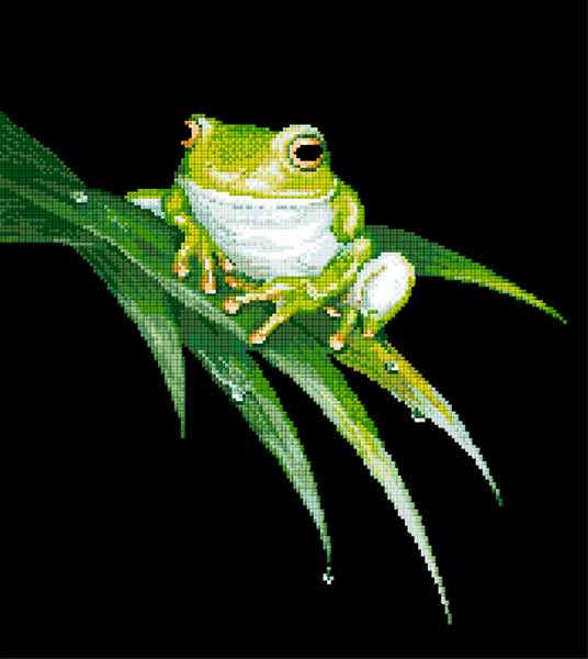 Animals (frogs) - Lee Daynes - White-Lipped Tree Frog I