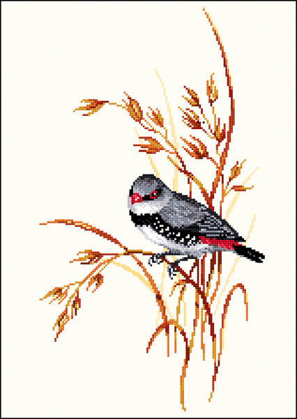 Birds - Lee Daynes - Diamond Firetail