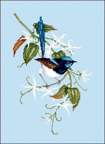 Birds - Lee Daynes - Superb Fairy-wren