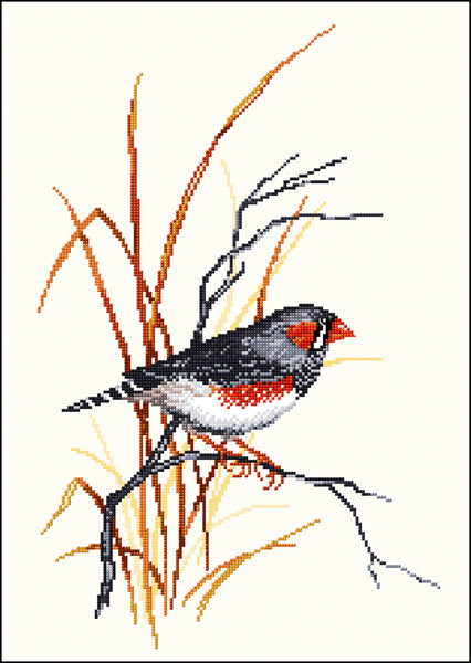 Birds - Lee Daynes - Zebra Finch