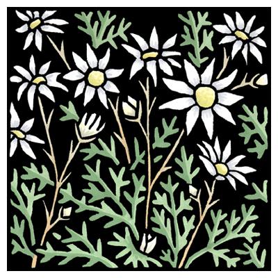 Lyn Randall - Native Plants - Flannel Flower