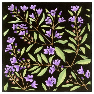 Lyn Randall - Native Plants - Mint Bush
