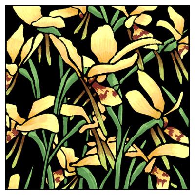 Lyn Randall - Native Plants - Orchids