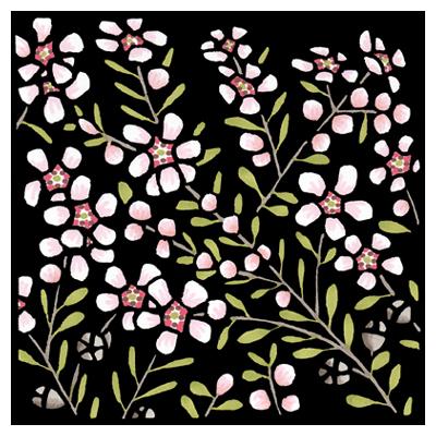 Lyn Randall - Native Plants - Tea Tree