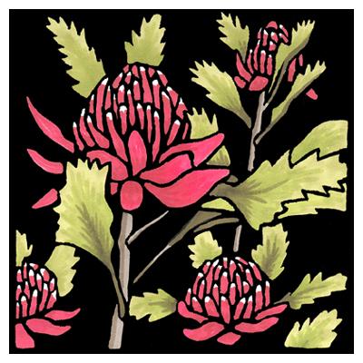 Lyn Randall - Native Plants - Waratah