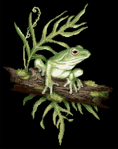 Animals (frogs) - Lee Daynes - White-Lipped Tree Frog II