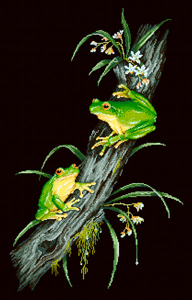 Animals (frogs) - Lee Daynes - Red-eyed Tree Frogs