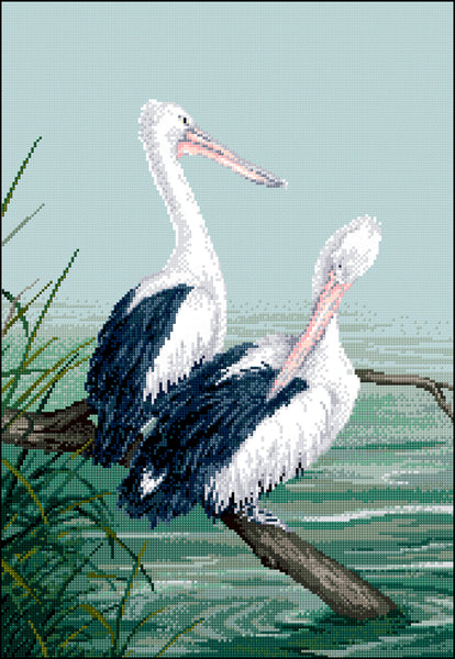 Birds - Lee Daynes - Australian Pelicans