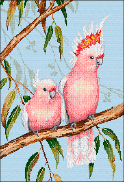 Birds - Lee Daynes - Major Mitchell Cockatoos