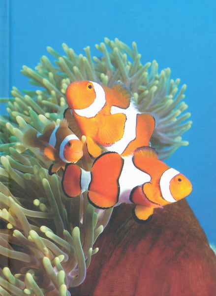 Christian Botella - Clown Fish with Anemone