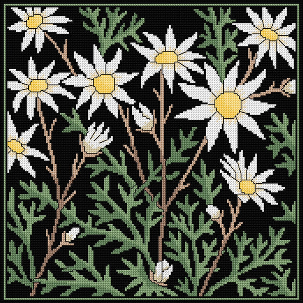 Native Plants - Lyn Randall - Flannel Flower